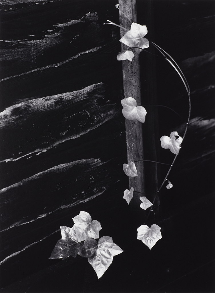 アート・デザイン・音楽 APERTURE: Minor White Remembrance Minor White The Photograph as Metaphor - Artdoc Photography